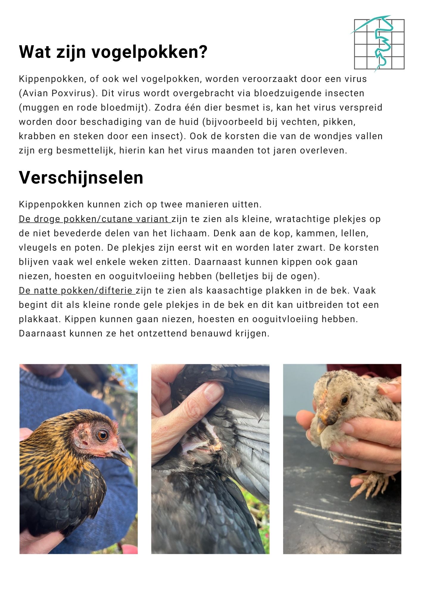 Nieuws kippen kippendokter kippenpokken vogelpokken 